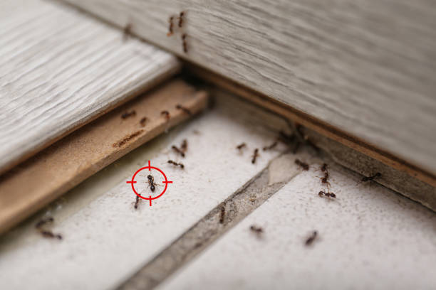 Best Termite Control Services  in Kinston, NC