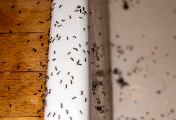 Best Affordable Pest Control Services  in Kinston, NC